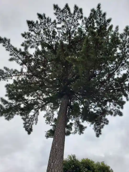 中野沼袋氷川神社の自然