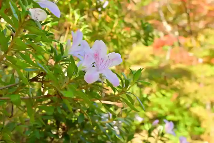 彌彦神社(新潟県)