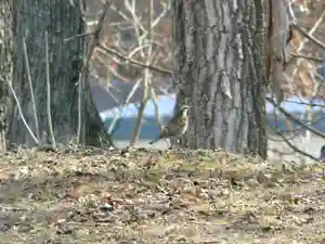 留辺蘂神社の動物(2024年04月16日(火) 22時41分22秒投稿)