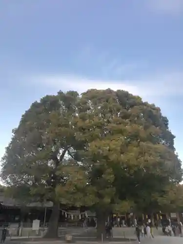 明治神宮の自然