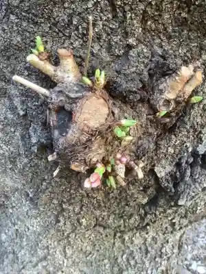 桃ノ木神社の自然