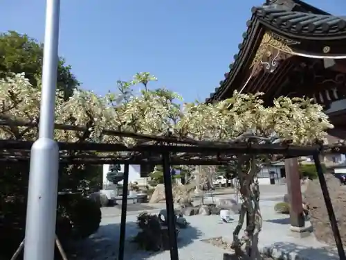 龍宝寺の自然