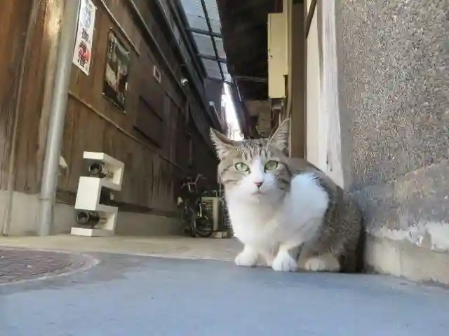 八坂神社(祇園さん)(京都府)