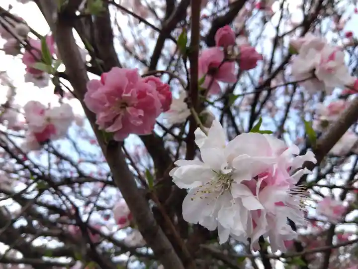 總社 和田八幡宮(福井県)