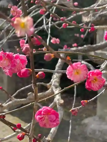 北野天満宮の自然
