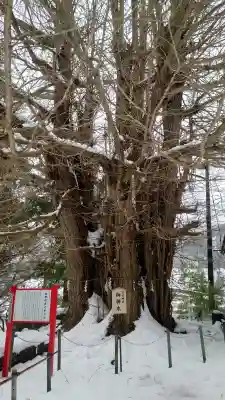 山寺日枝神社の{uncategorized: "未分類", other: "その他", undefined: "問題あり", building: "その他建物", grave: "お墓", sacred_gate: "鳥居", guardian: "狛犬", statue: "像", buddha: "仏像", history: "歴史", nature: "自然", garden: "庭園", animal: "動物", pagoda: "塔", temizu: "手水舎", mountain_gate: "山門・神門", sanctuary: "本殿・本堂", subordinate: "末社・摂社", art: "芸術", scenery: "景色", jizo: "地蔵", ema: "絵馬", goshuin: "御朱印", omikuji: "おみくじ", items: "授与品その他", amulet: "お守り", goshuincho: "御朱印帳", eats: "食事", festival: "お祭り", votive_dance: "神楽", shichigosan: "七五三参", wedding: "結婚式", experience: "体験その他", initially: "初詣", around: "周辺", anti_infection: "感染症対策"}