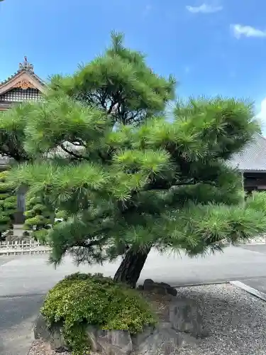 法憧山 普済寺(愛知県)