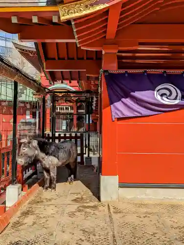 神田神社（神田明神）の動物