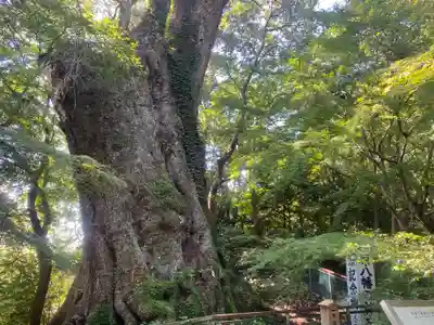 柞原八幡宮(大分県)
