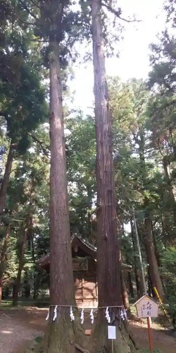 間々田八幡宮の自然