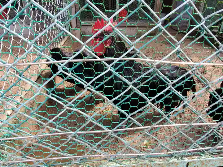 玉祖神社の動物