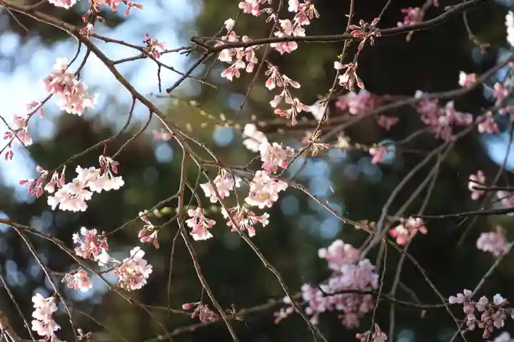 大六天麻王神社の自然