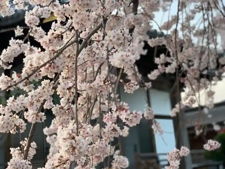 西光院(浄楽寺)の自然