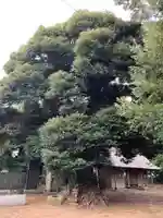 大宮大神社(千葉県)