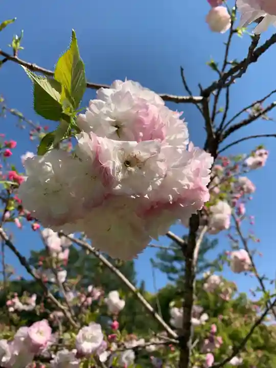 白雲神社(京都府)