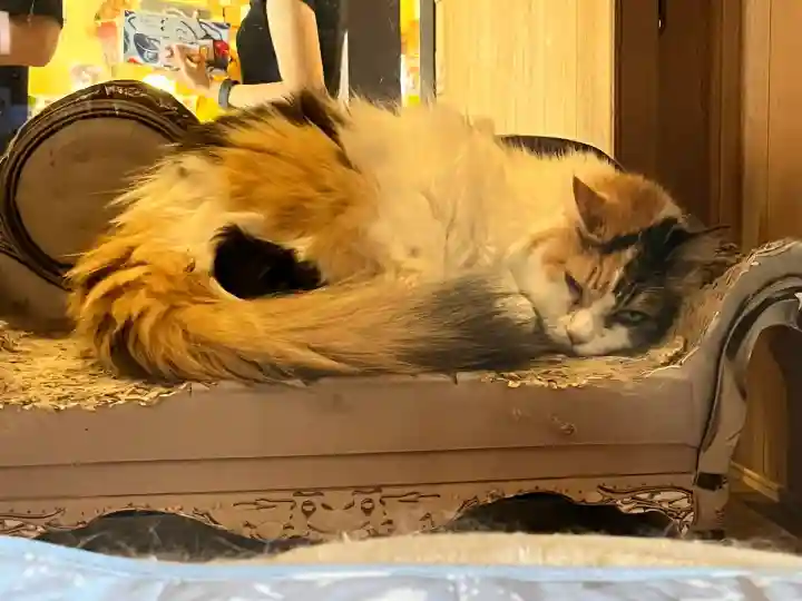 たま神社(和歌山県)