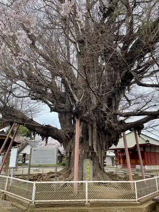 千葉寺の{uncategorized: "未分類", other: "その他", undefined: "問題あり", building: "その他建物", grave: "お墓", sacred_gate: "鳥居", guardian: "狛犬", statue: "像", buddha: "仏像", history: "歴史", nature: "自然", garden: "庭園", animal: "動物", pagoda: "塔", temizu: "手水舎", mountain_gate: "山門・神門", sanctuary: "本殿・本堂", subordinate: "末社・摂社", art: "芸術", scenery: "景色", jizo: "地蔵", ema: "絵馬", goshuin: "御朱印", omikuji: "おみくじ", items: "授与品その他", amulet: "お守り", goshuincho: "御朱印帳", eats: "食事", festival: "お祭り", votive_dance: "神楽", shichigosan: "七五三参", wedding: "結婚式", experience: "体験その他", initially: "初詣", around: "周辺", anti_infection: "感染症対策"}
