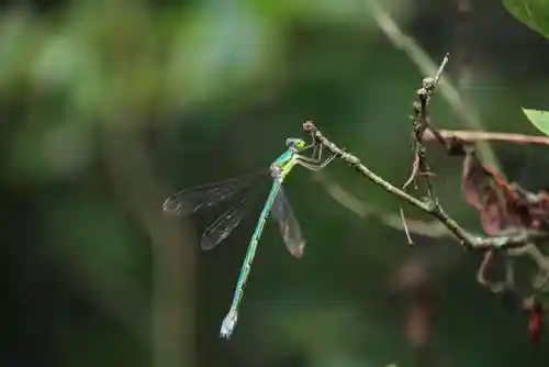 大六天麻王神社の自然