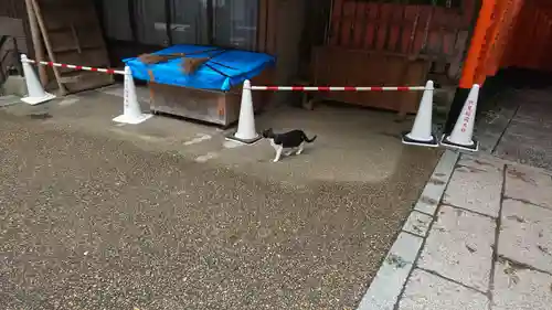 伏見稲荷大社の動物