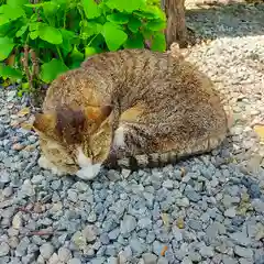 小野照崎神社の動物