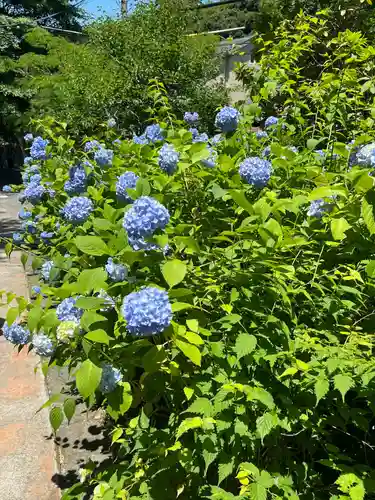 明月院(神奈川県)