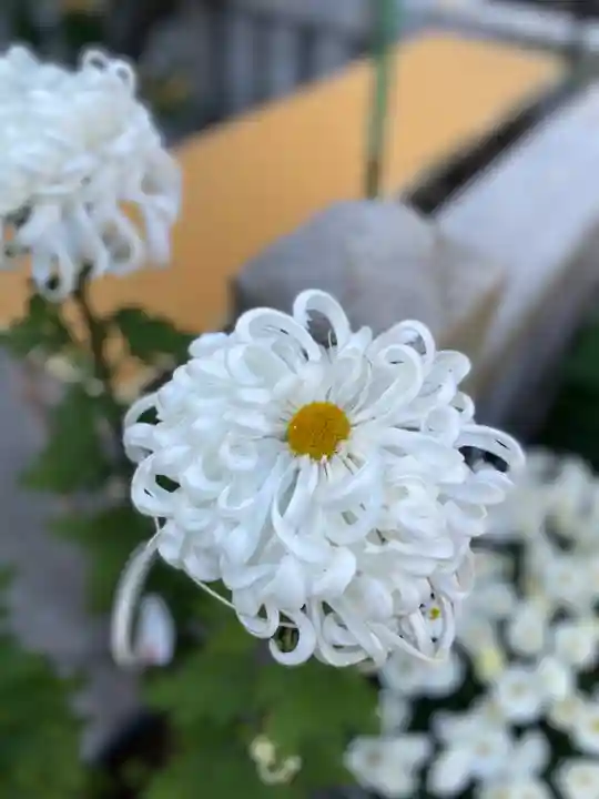 久里浜天神社の自然
