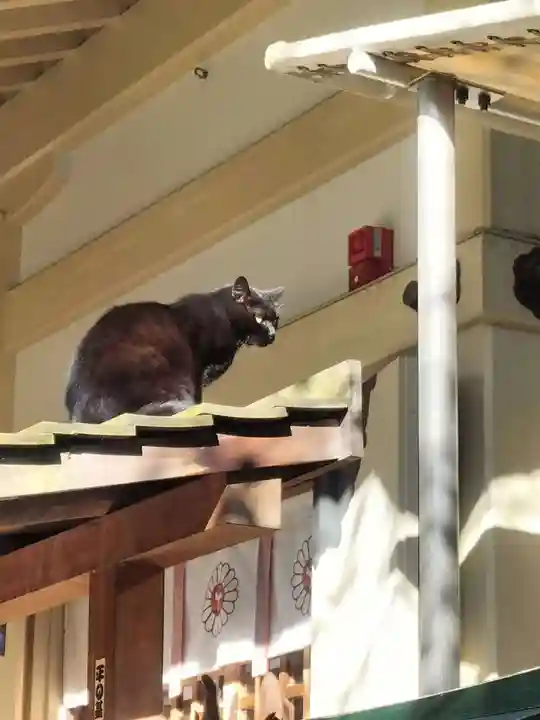露天神社(お初天神)の動物