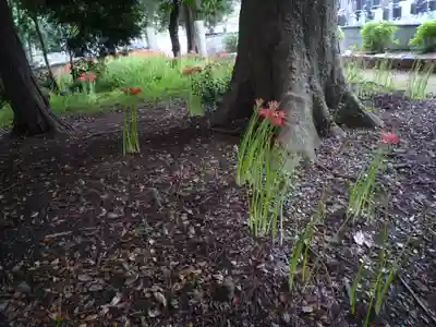 神田山延命院の自然