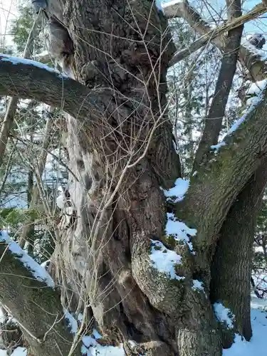 宝柳大権現の自然
