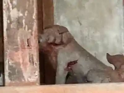 三社神社(奈良県)