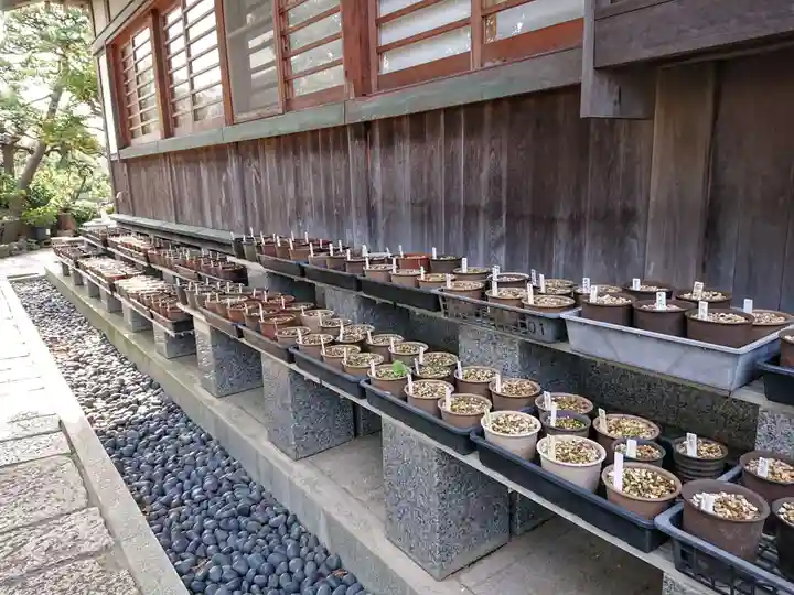 日蓮宗龍口山本龍寺の自然