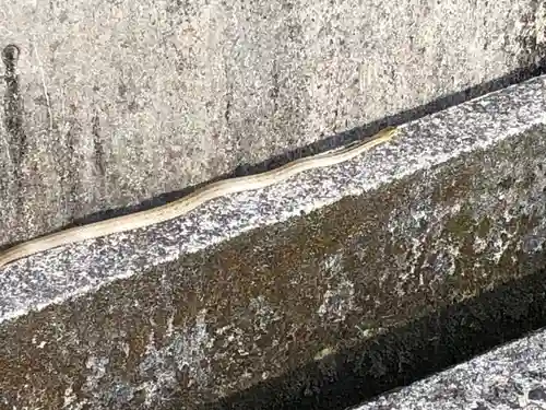 大斎原（熊野本宮大社旧社地）(和歌山県)