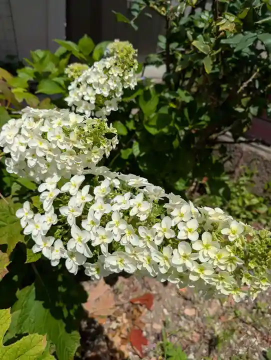 (芝生)浅間神社(神奈川県)