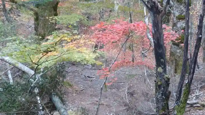 日蓮宗 総本山 塔頭 定林坊(じょうりんぼう)の自然