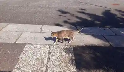 白金氷川神社(東京都)