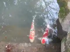 伊勢神宮内宮（皇大神宮）の動物