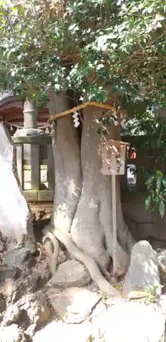 岩槻久伊豆神社の自然