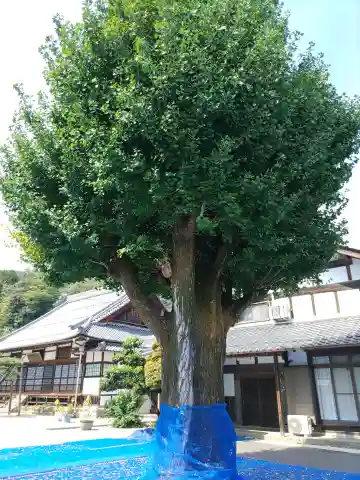 吉祥寺(岐阜県)
