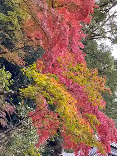 くろ谷 金戒光明寺の自然