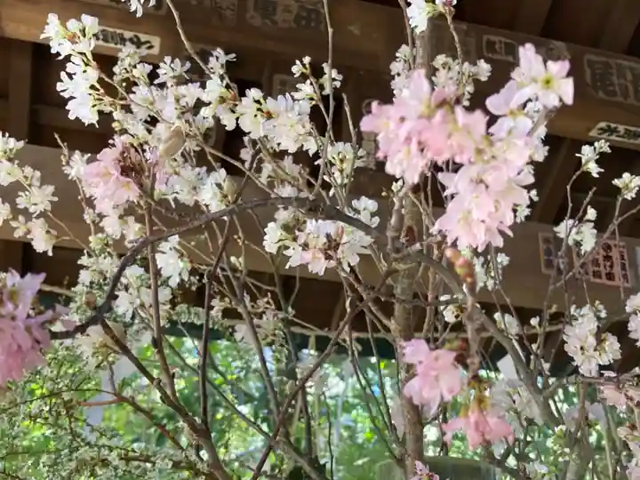 赤坂氷川神社の自然