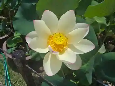 三室戸寺(京都府)