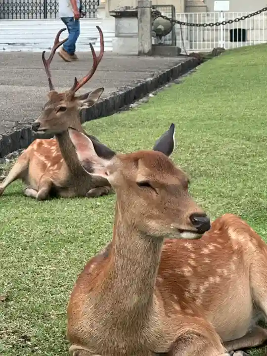 興福寺(奈良県)