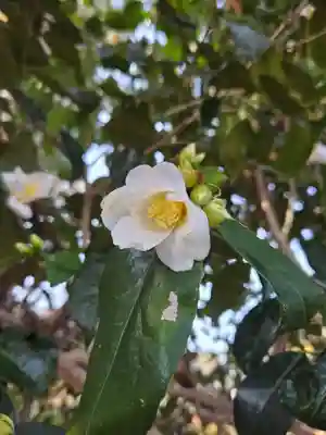沙沙貴神社(滋賀県)