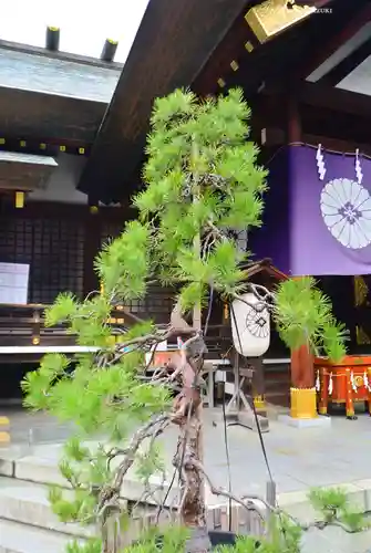 東京大神宮(東京都)