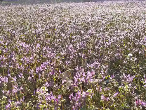 伏木香取神社の自然