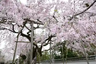 三宝院（三宝院門跡）(京都府)