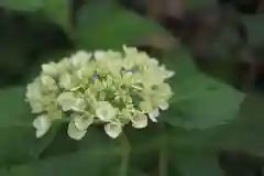 越ヶ谷久伊豆神社の自然