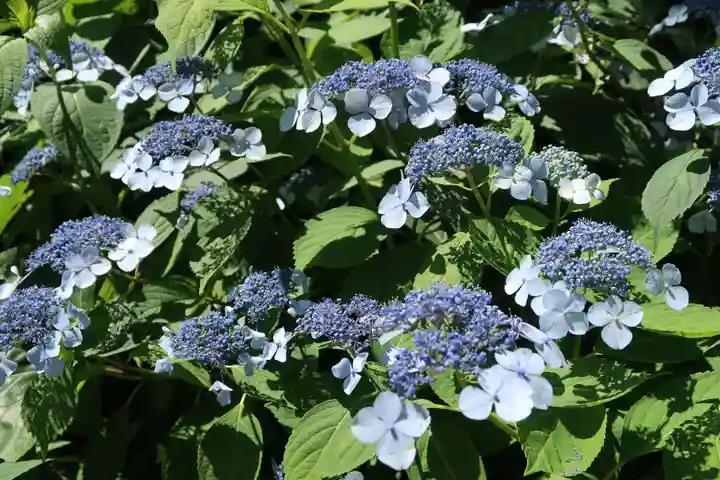 性海寺(愛知県)