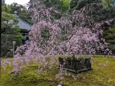 青蓮院門跡の自然