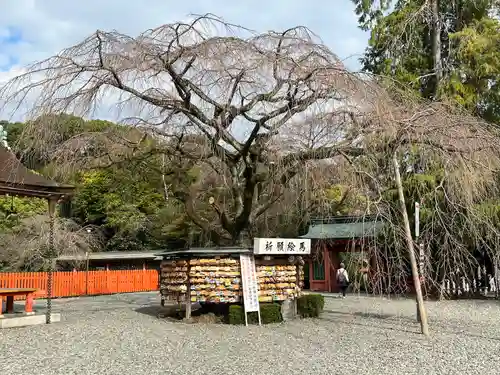 富士山本宮浅間大社(静岡県)